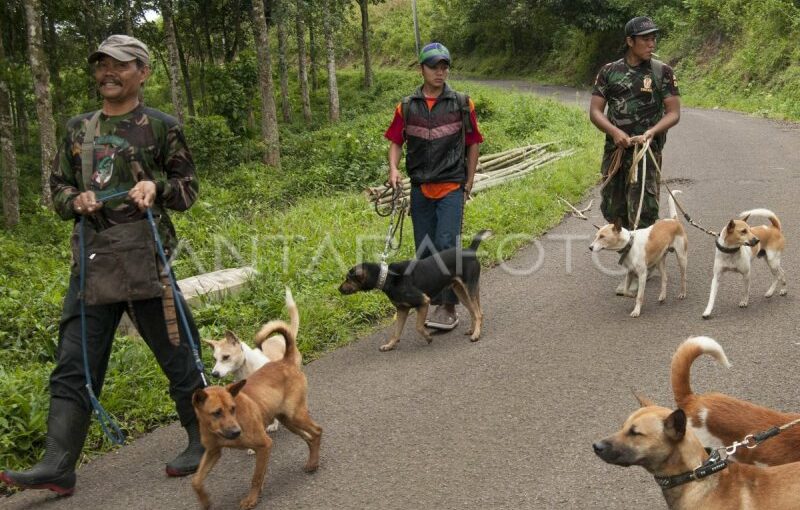 Memburu Babi Hutan Dengan Anjing | Medialiputan.com